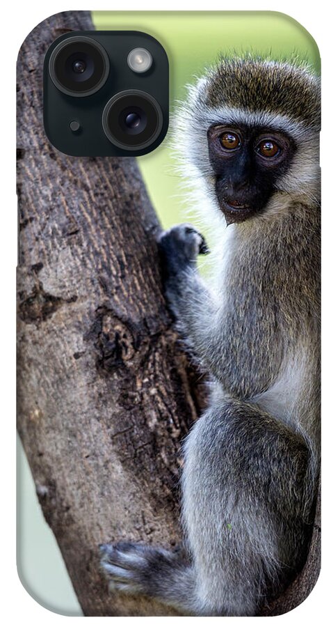 Kenya iPhone Case featuring the photograph Vervet Monkey Sitting On A Tree by Manoj Shah