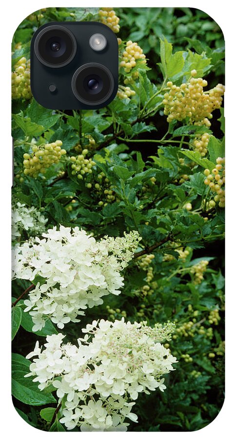 Viburnum Opulus Xanthocarpa iPhone Case featuring the photograph Viburnum Opulus Xanthocarpa And Hydrangea by Archie Young/science Photo Library
