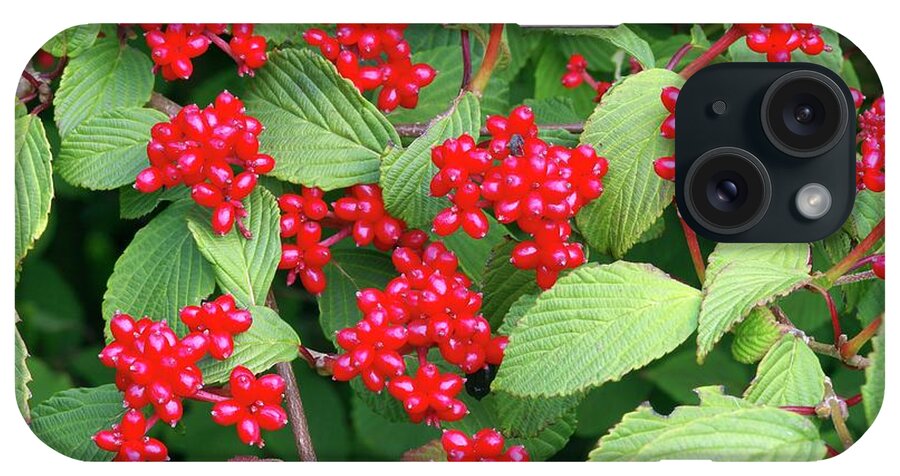 Japanese Snowball iPhone Case featuring the photograph Viburnum Plicatum Berries by Neil Joy/science Photo Library