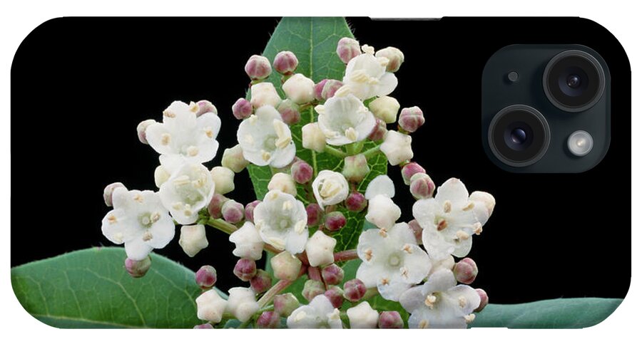 Viburnum Tinus. iPhone Case featuring the photograph Viburnum Tinus. by Archie Young/science Photo Library