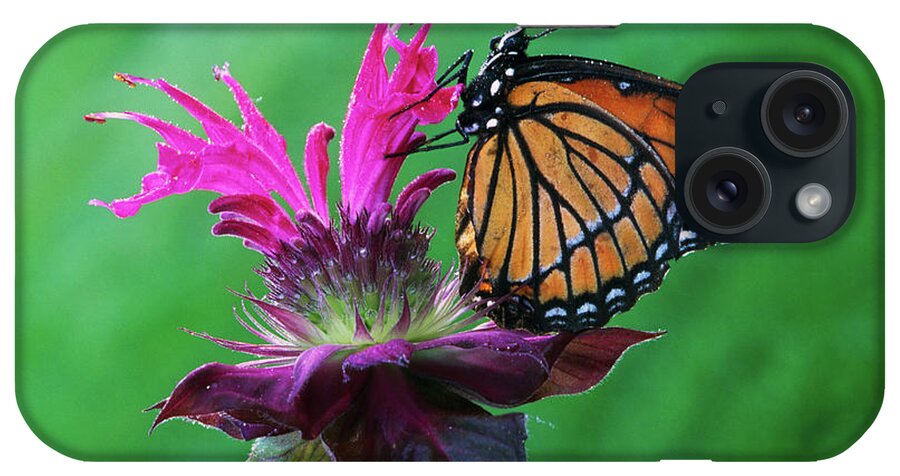 Photography iPhone Case featuring the photograph Viceroy Butterfly Limenitis Archippus by Animal Images