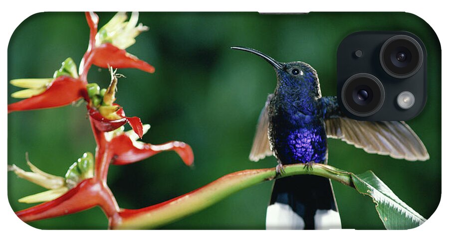 Mp iPhone Case featuring the photograph Violet Sabre-wing Hummingbird by Michael and Patricia Fogden