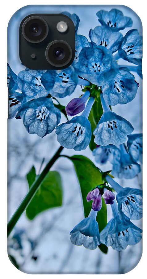 2012 iPhone Case featuring the photograph Virginia Bluebells by Robert Charity
