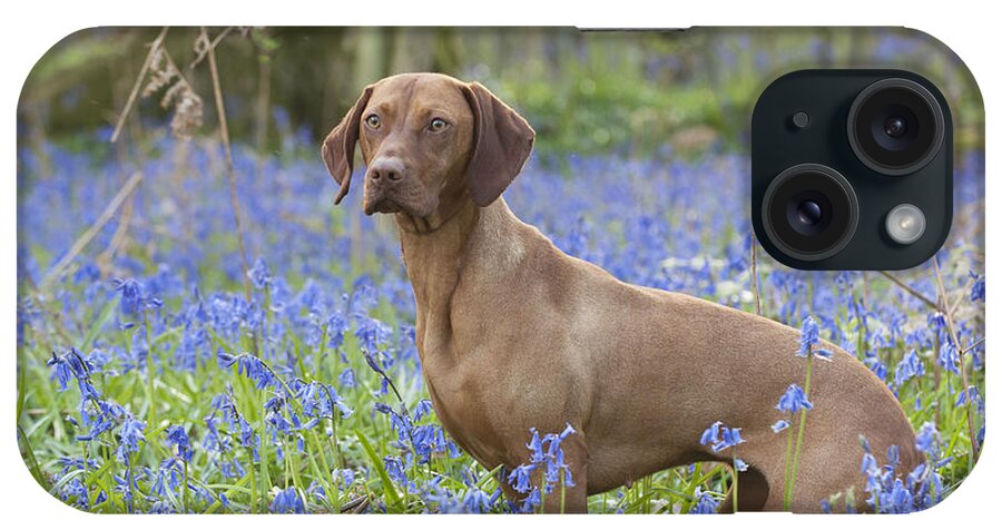 Dog iPhone Case featuring the photograph Vizsla In Bluebells by John Daniels
