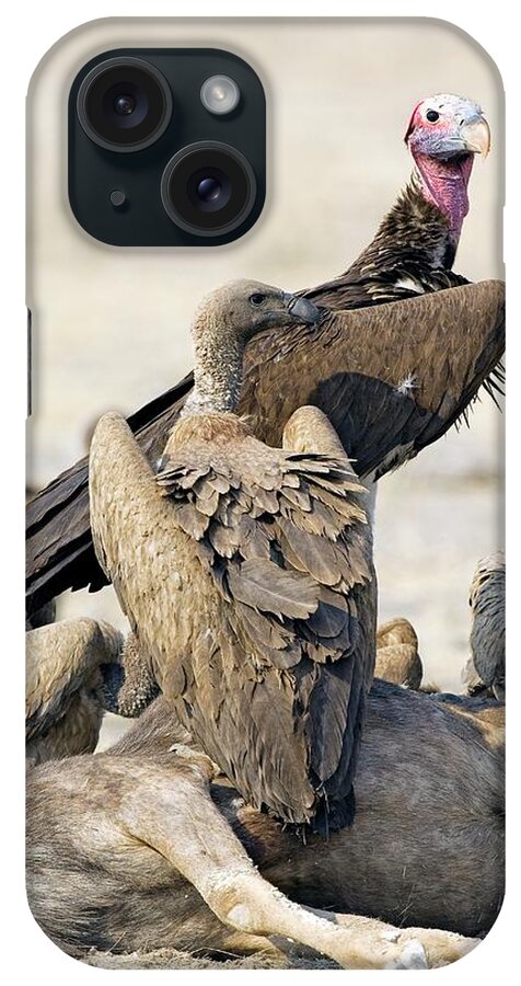 Torgos Tracheliotus iPhone Case featuring the photograph Vultures With Carrion by Tony Camacho/science Photo Library