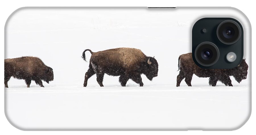 Bison Bison iPhone Case featuring the photograph Walk the Line by Sandy Sisti