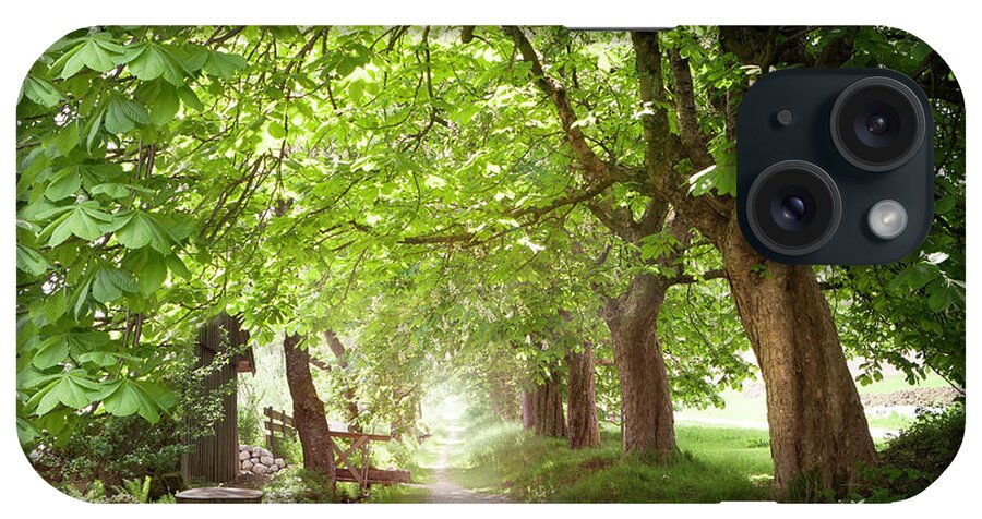 Avenue iPhone Case featuring the photograph Walking Under Chestnut Trees In by Lorenzo104