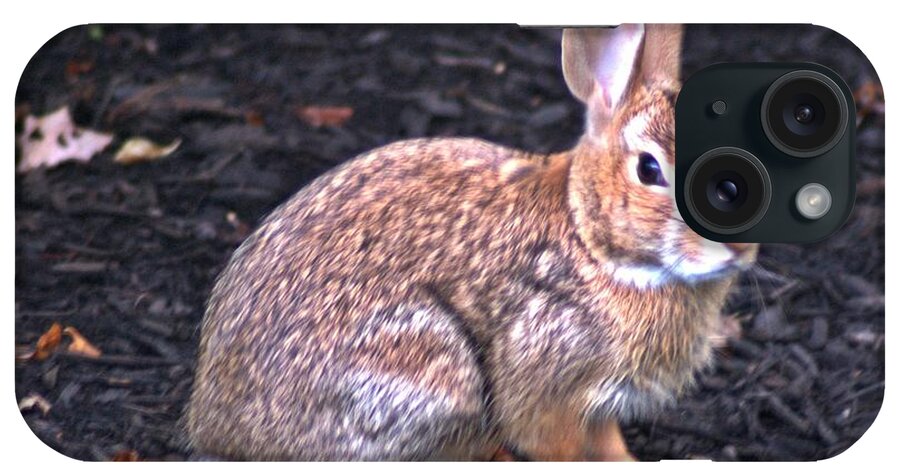 Bunny iPhone Case featuring the photograph Wascal by Joe Faherty