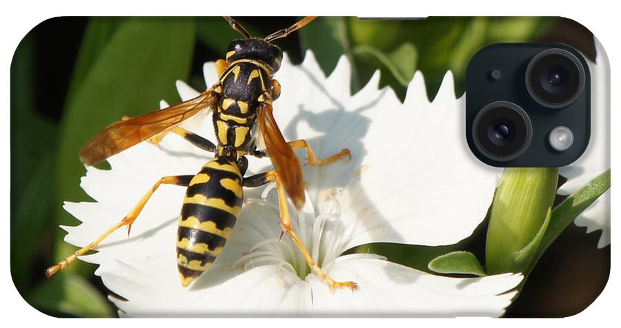 Wasp iPhone Case featuring the photograph Wasp on Dianthus Floral Lace White Flower 3 by Robert E Alter Reflections of Infinity