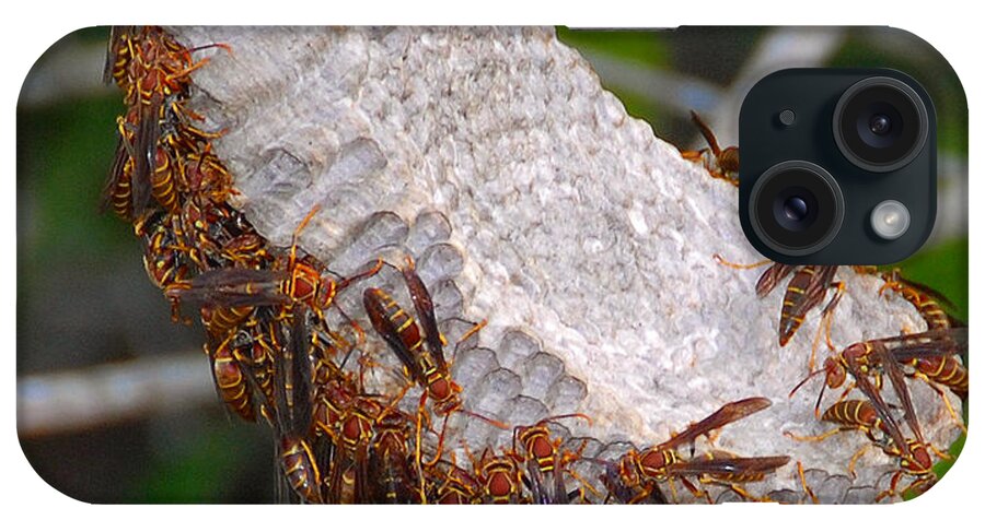 Paper Wasp iPhone Case featuring the photograph Wasp Nest Everglades Florida. by David Lee Thompson