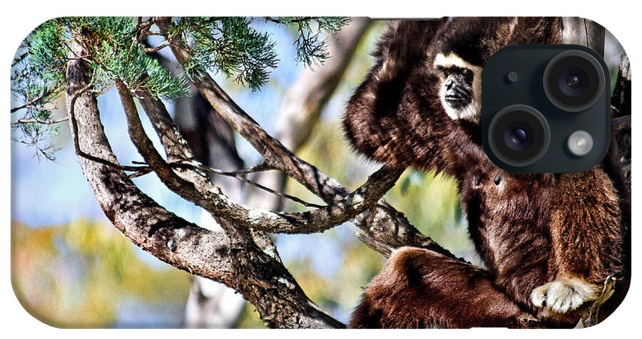 Tarongah Western Plains Zoo iPhone Case featuring the photograph Watchful Eye by Miroslava Jurcik