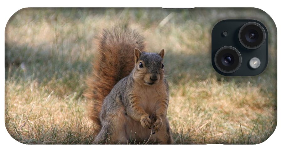 Squirrel iPhone Case featuring the photograph Brown city squirrel watching me by Valerie Collins