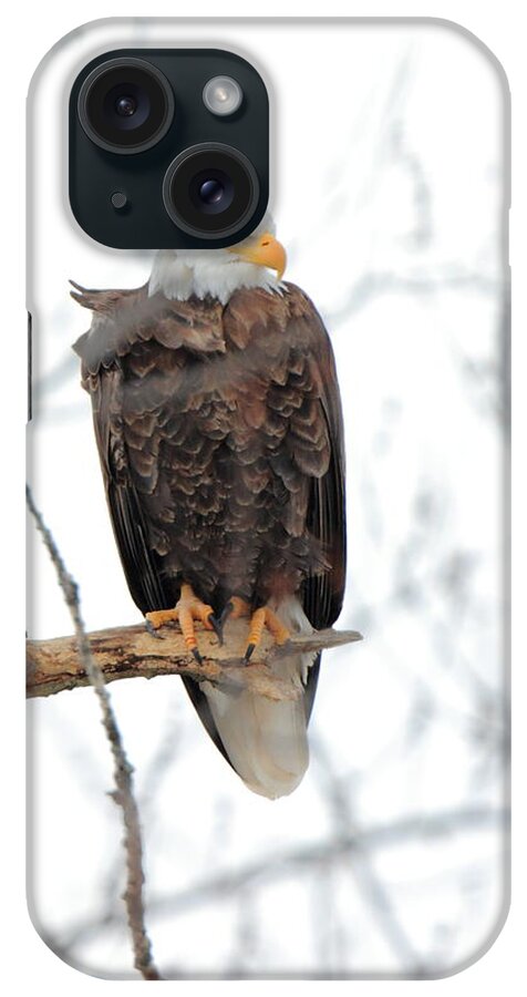 American Bald Eagle iPhone Case featuring the photograph Watching out by Coby Cooper