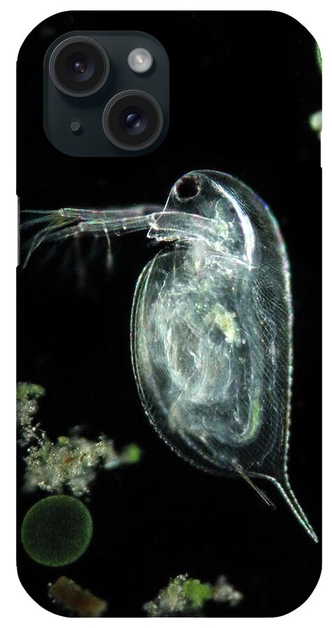 Animal iPhone Case featuring the photograph Water Flea by Karl Gaff / Science Photo Library
