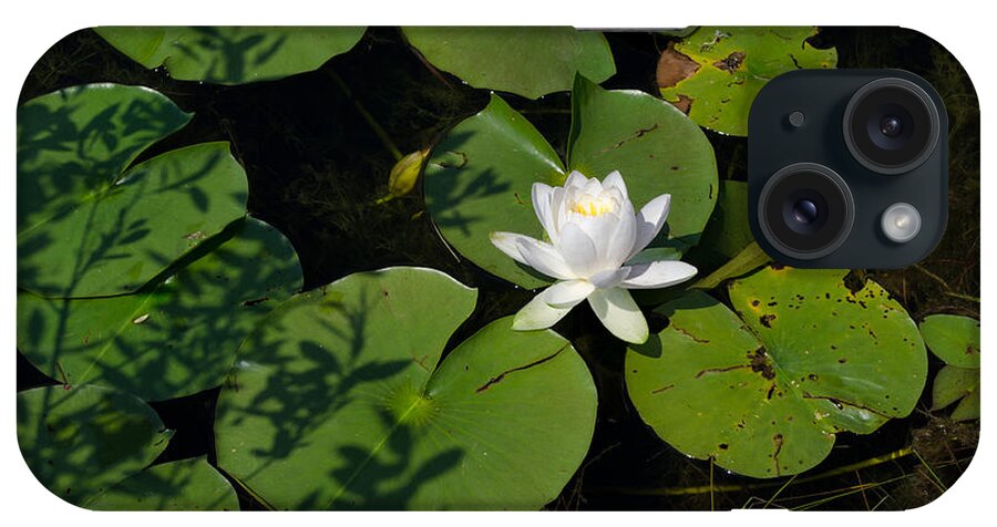 Water Lily iPhone Case featuring the photograph Water Lily by Jim Shackett