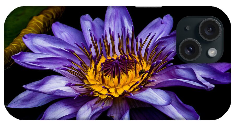 Aquatic iPhone Case featuring the photograph Water Lily 2014-2 by Nick Zelinsky Jr