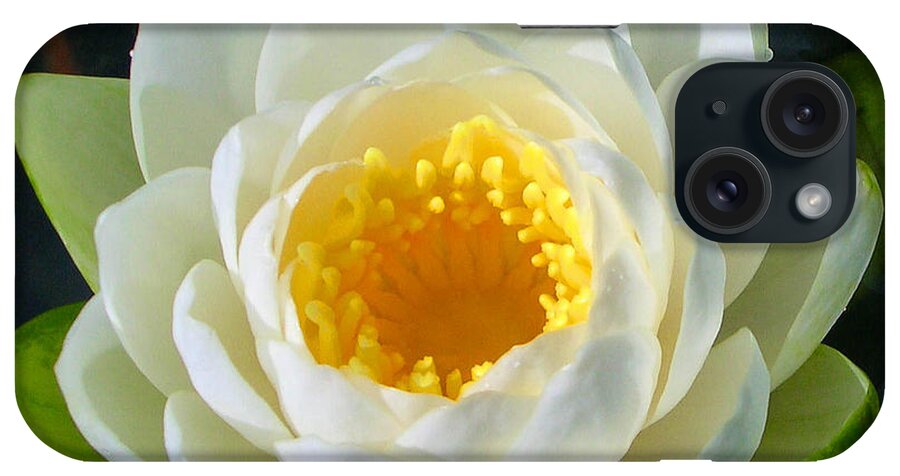 Flowers iPhone Case featuring the photograph Water Lily by Guy Whiteley