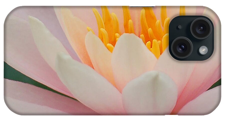 Pink iPhone Case featuring the photograph Water Lily II - Close up by Suzanne Gaff