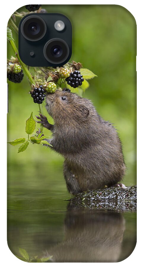 Nis iPhone Case featuring the photograph Water Vole Eating Blackberries Kent Uk by Penny Dixie