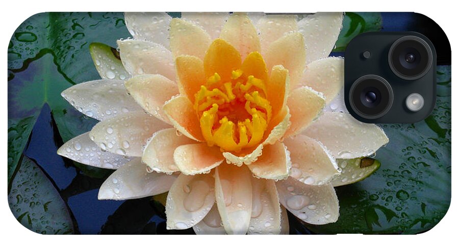 Waterlily iPhone Case featuring the photograph Waterlily After a Shower by Raymond Salani III