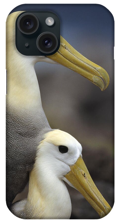 Feb0514 iPhone Case featuring the photograph Waved Albatrosses Mating Galapagos by Tui De Roy