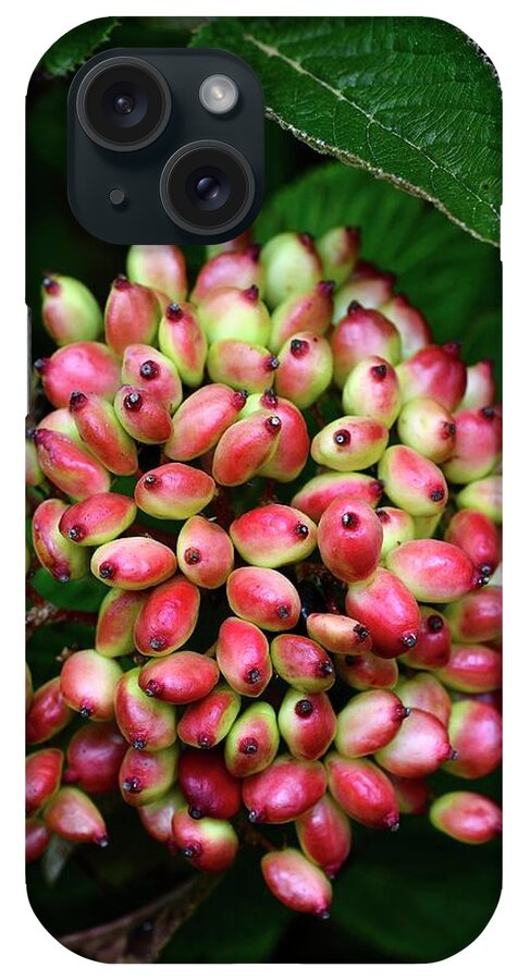 Uk iPhone Case featuring the photograph Wayfarer (viburnum Lantana) Berries by Colin Varndell