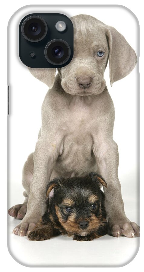 Dog iPhone Case featuring the photograph Weimaraner And Yorkie Puppies by John Daniels