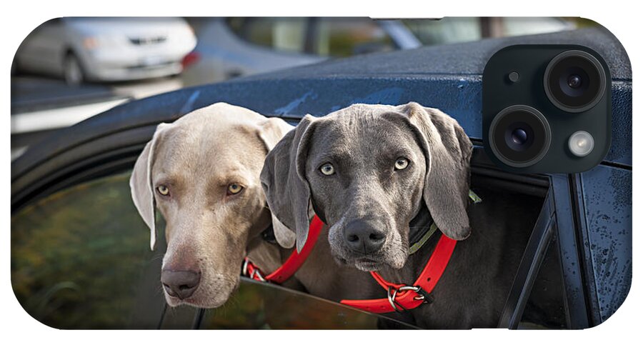 Dogs iPhone Case featuring the photograph Weimaraner dogs in car by Elena Elisseeva