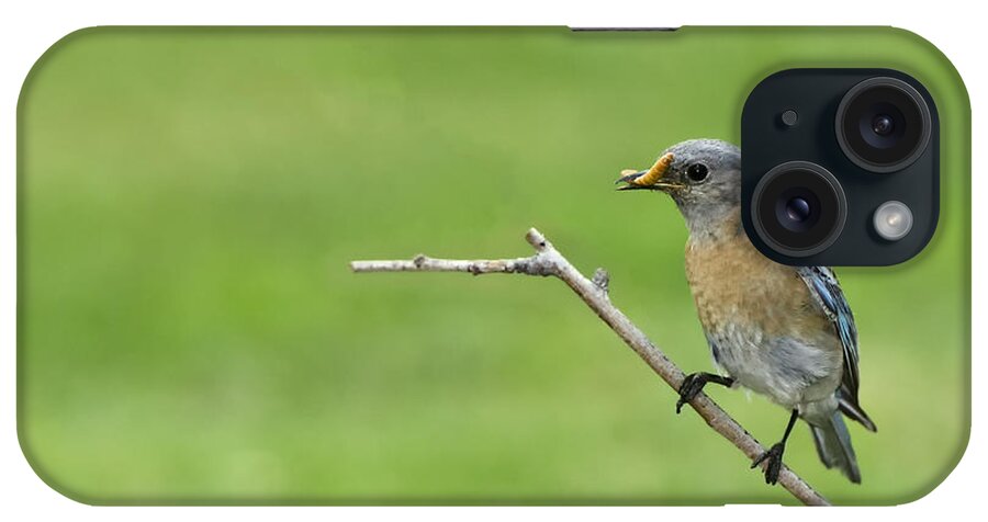 Avian Backgroundbeakbeautiful iPhone Case featuring the photograph Western Bluebird with a worm in beak by Peter Dang