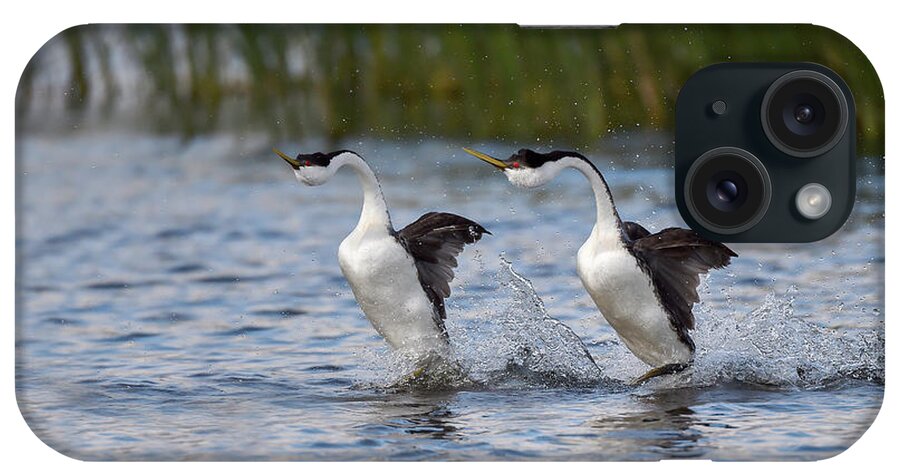 Western Grebe iPhone Case featuring the photograph Western Grebe Courtship Display by Dr P. Marazzi/science Photo Library