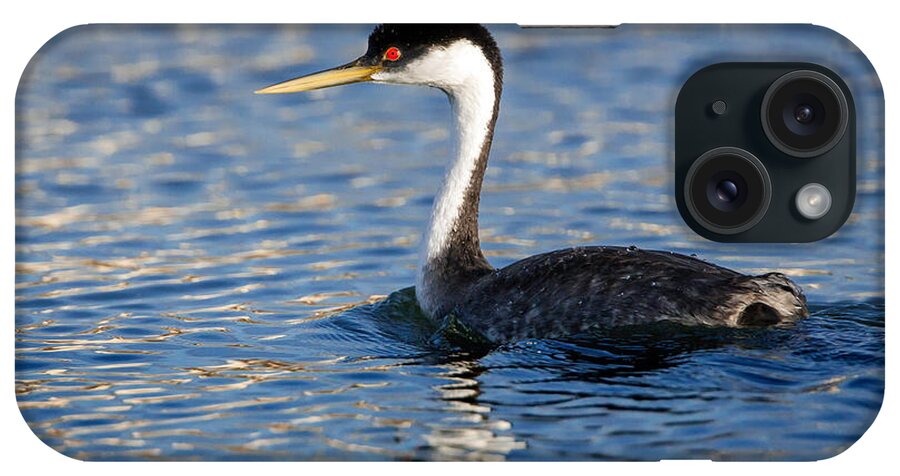 Western Grebe iPhone Case featuring the photograph Western Grebe by Jack Bell