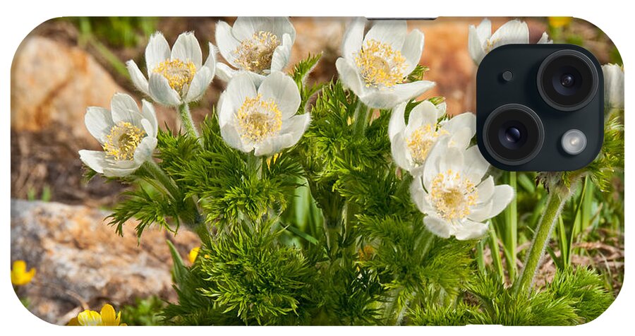 Beauty In Nature iPhone Case featuring the photograph Western Pasqueflower and Buttercups Blooming in a Meadow by Jeff Goulden