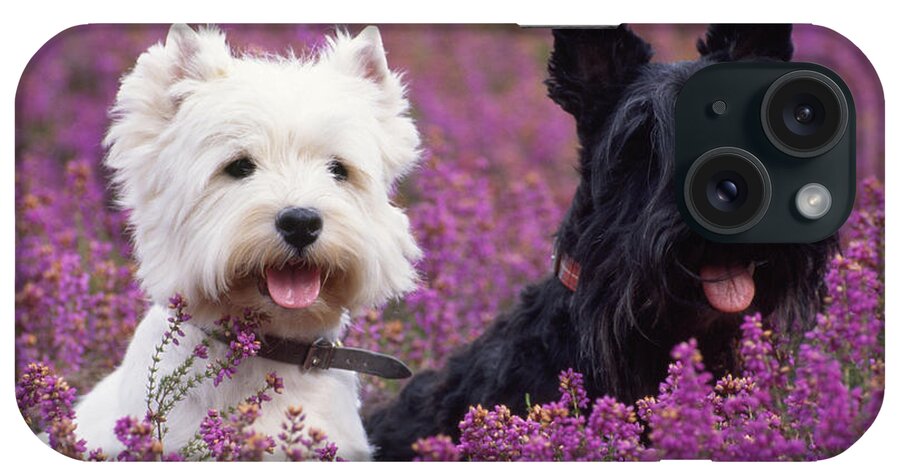 West Highland White Terrier iPhone Case featuring the photograph Westie And Scottie Dogs by John Daniels