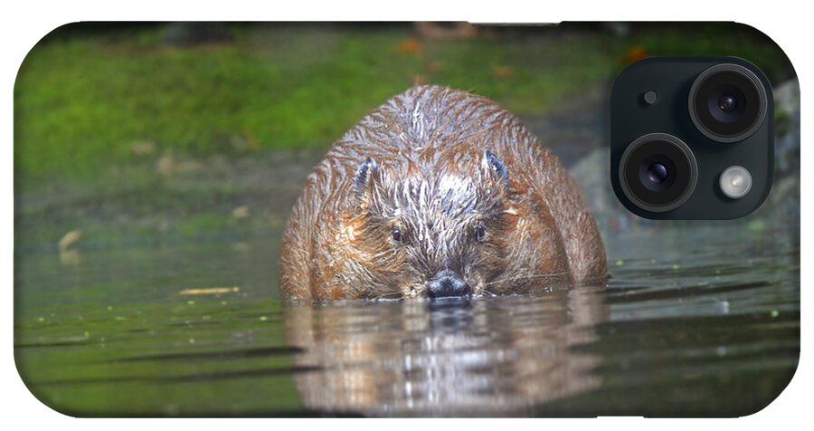Beaver iPhone Case featuring the photograph Wet Beaver by Frank Larkin