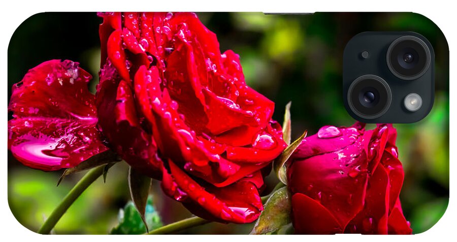  Red Photographs iPhone Case featuring the photograph Wet rose by Leif Sohlman