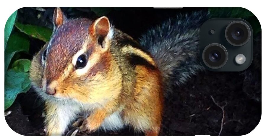 Squirrel iPhone Case featuring the photograph What Are You Looking At by Sharon Duguay