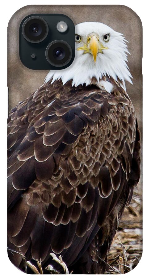 Eagle iPhone Case featuring the photograph What by Jan Killian