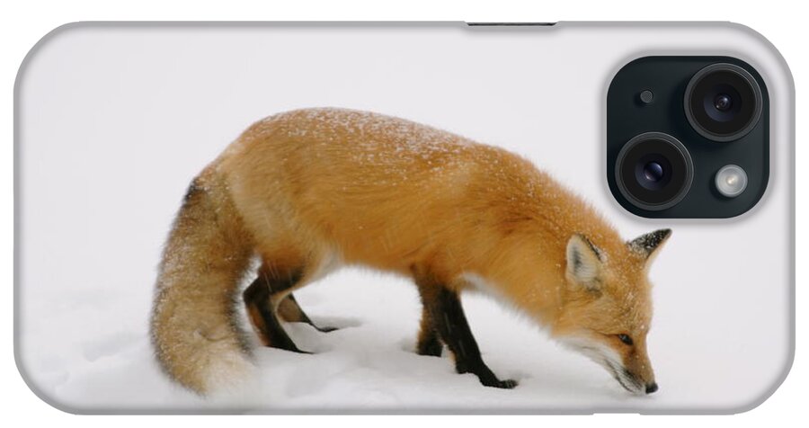 Red Fox  Hunting In The Snow iPhone Case featuring the photograph What was that by Sandra Updyke
