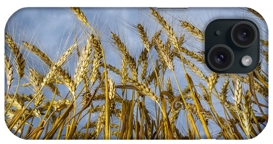 Art iPhone Case featuring the photograph Wheat Standing Tall by Ron Pate