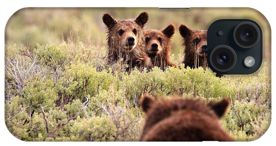 Grizzly Bears iPhone Case featuring the photograph Where is your Brother by Aaron Whittemore