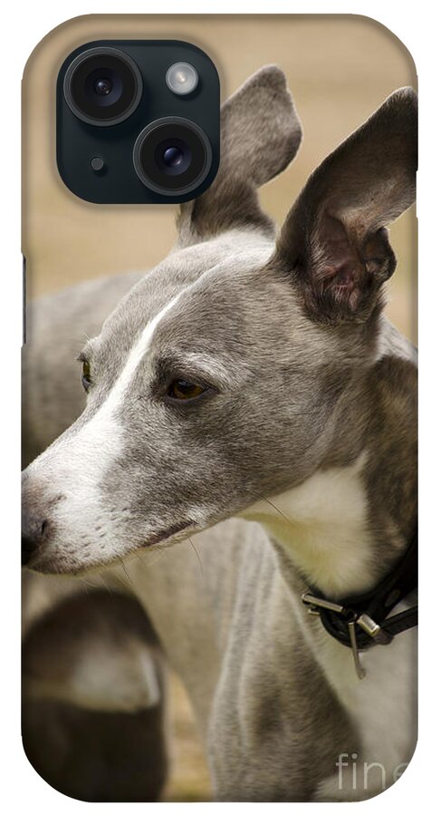 Linsey Williams iPhone Case featuring the photograph Whippet by Linsey Williams