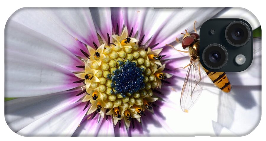 White iPhone Case featuring the photograph White African Daisy Marmalade Fly by Scott Lyons