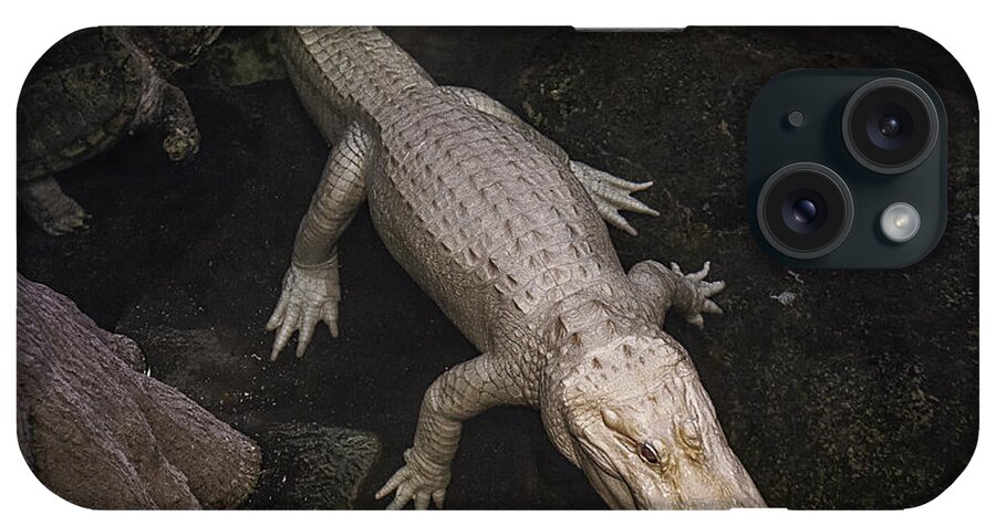 White iPhone Case featuring the photograph White Alligator by Garry Gay