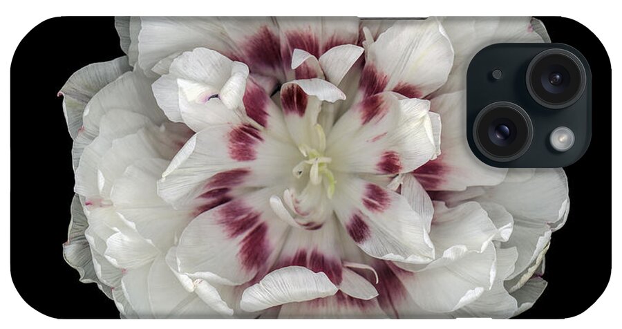 Double Tulip iPhone Case featuring the photograph White and Red Double Tulip by Oscar Gutierrez