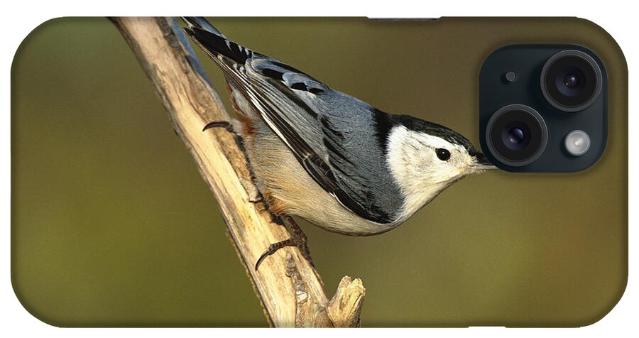 Feb0514 iPhone Case featuring the photograph White-breasted Nuthatch Long Island by Tom Vezo