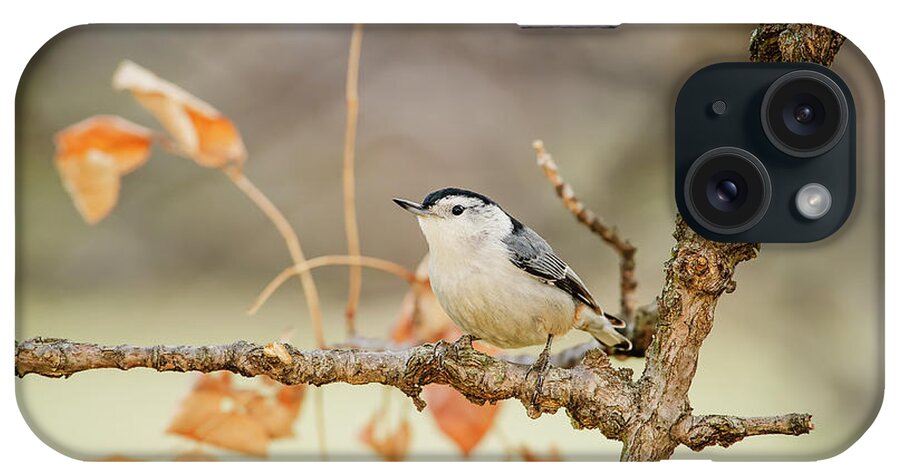 Songbird iPhone Case featuring the photograph White-breasted Nuthatch Sitta by Tom Patrick / Design Pics