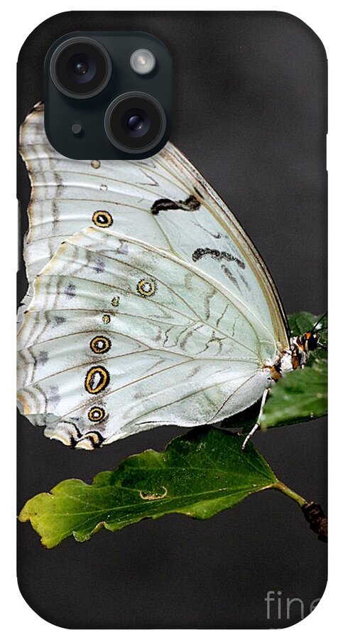 Butterfly iPhone Case featuring the photograph White Butterfly by Jeremy Hayden