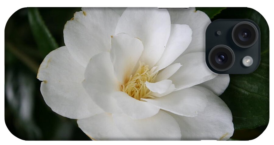 White Camellia iPhone Case featuring the photograph Snow White Camellia by Christiane Schulze Art And Photography