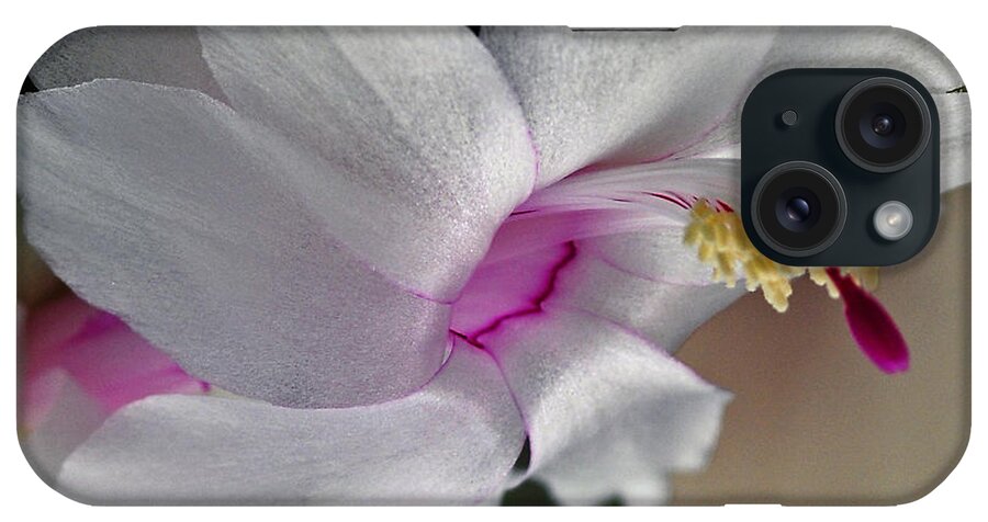Schlumbergeera iPhone Case featuring the photograph White Christmas Cactus by Winston D Munnings