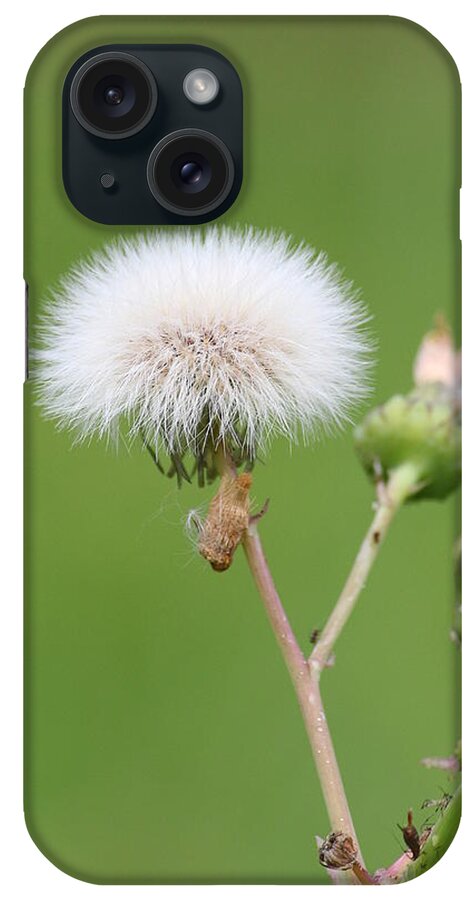 Dandelion iPhone Case featuring the photograph White Dandelion by Ester McGuire